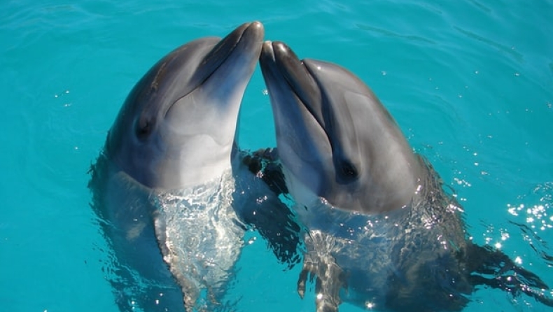 Δελφίνια εντοπίστηκαν να ερωτοτροπούν έχοντας μία ανακόντα στο στόμα τους