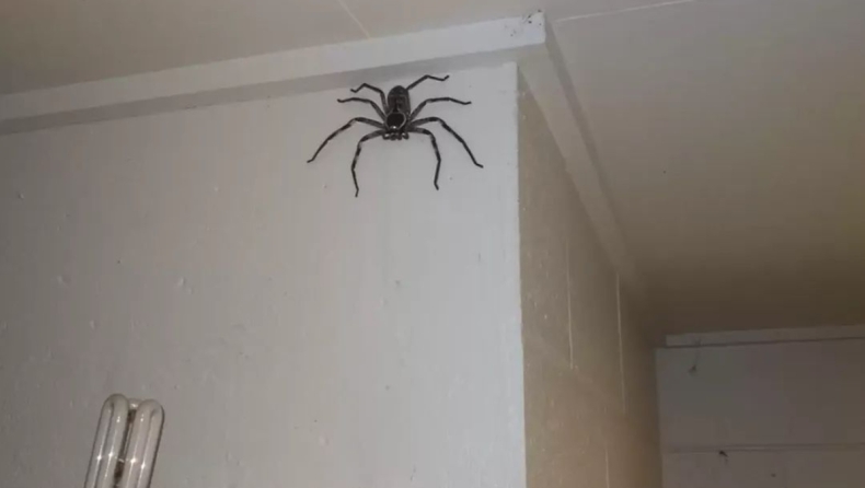 Παράνοια: Οικογένεια Αυστραλών έχει για κατοικίδιο μια αράχνη-κυνηγό με οκτώ πόδια 
