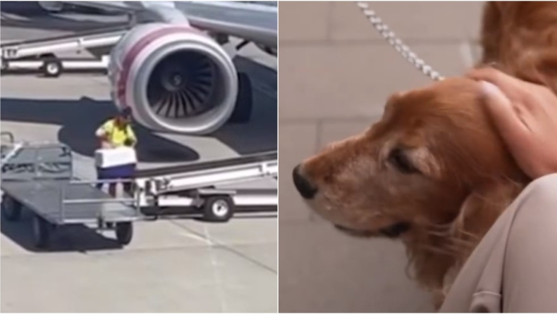 Υπάλληλος αεροπορικής «παρηγορούσε» σκύλο για να μπει στο αεροπλάνο και η εταιρεία του έκανε δώρο για να τον ευχαριστήσει (vid)