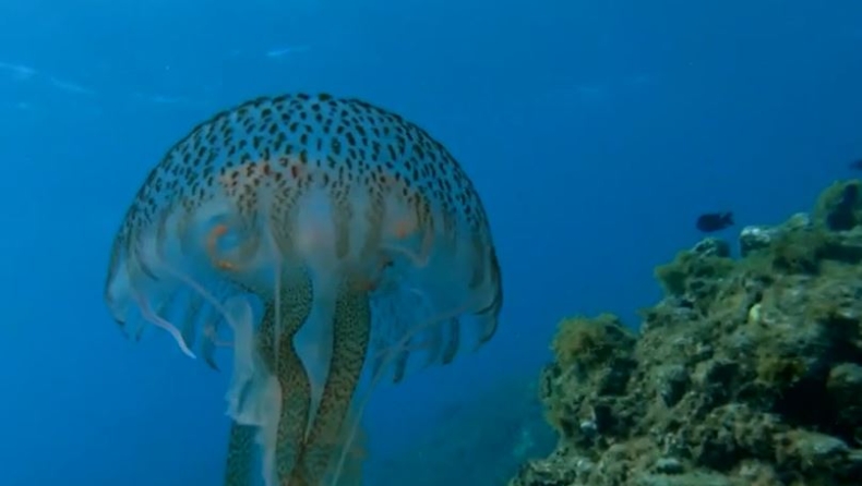 Εξαπλώνονται στις ελληνικές θάλασσες οι μωβ μέδουσες (vid)