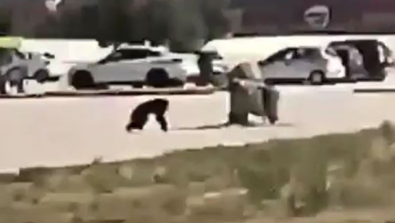 Η στιγμή που ο χιμπατζής το «σκάει» από το Αττικό Πάρκο, λίγο πριν τον θανατώσουν (vid)