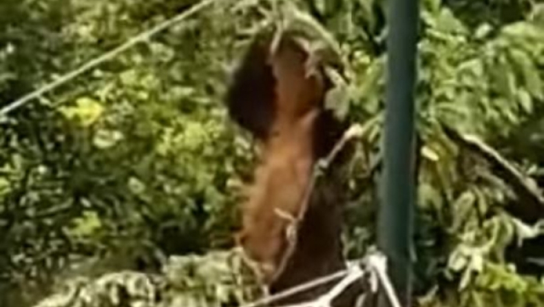 Απίστευτο βίντεο με αρκούδα στην Καστοριά να κάνει μονόζυγο σε δέντρο για να φάει κεράσια