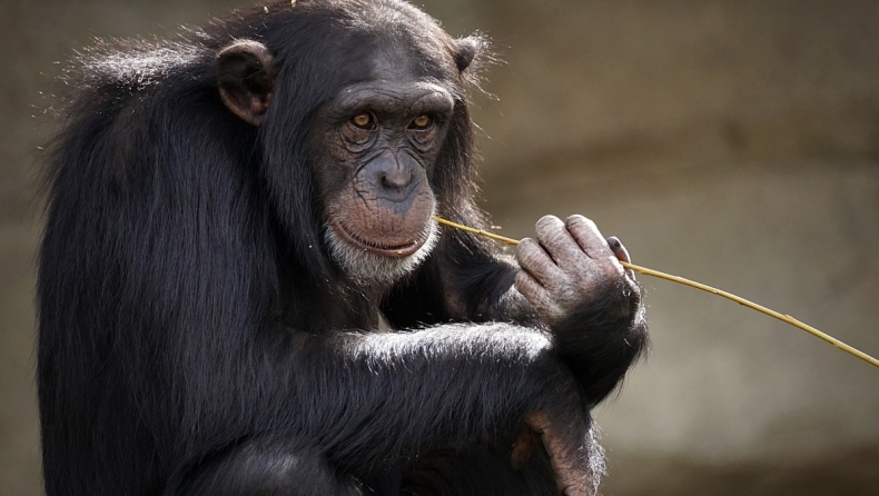 Σκότωσαν χιμπατζή στο Αττικό Ζωολογικό Πάρκο: «Κρίθηκε απαραίτητη η εξουδετέρωσή του»