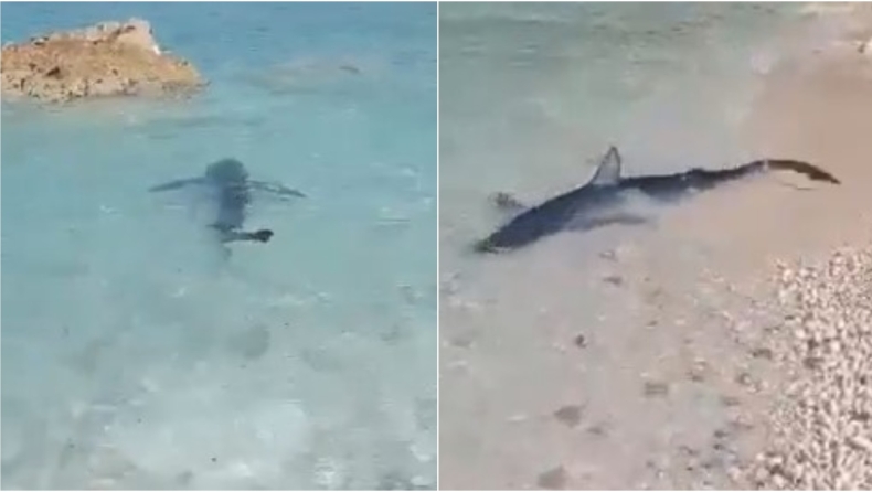 Γαλάζιος καρχαρίας κολυμπούσε στα ρηχά σε παραλία των Επτανήσων (vid)