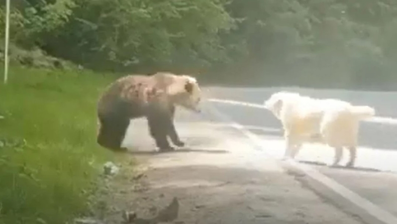 Το βίντεο της “μάχης” αρκούδας με σκύλο δεν είναι στο Μέτσοβο
