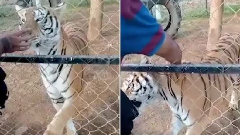 Η σοκαριστική στιγμή που τίγρης σε πάρκο στο Μεξικό δαγκώνει τον φύλακα, ο οποίος πεθαίνει αργότερα από ανακοπή (vid)