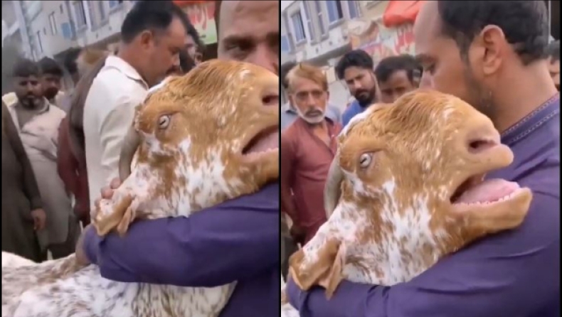 Viral η κατσίκα στη Σαουδική Αραβία που κλαίει σαν μωρό επειδή αποχωρίζεται τον ιδιοκτήτη της (vid)