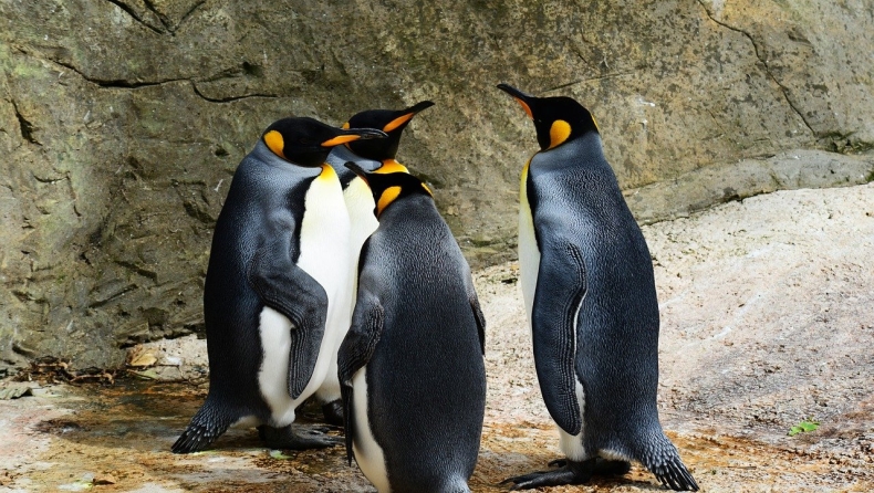 H επανάσταση των πιγκουίνων: Αρνούνται να φάνε φθηνή τροφή λόγω πληθωρισμού