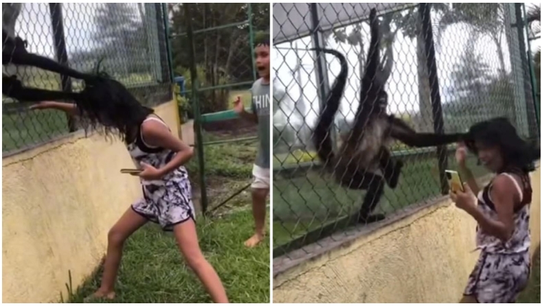 Μαϊμού-αράχνη πήγε να ξεμαλλιάσει μία κοπέλα που χτυπούσε τα σύρματα του κλουβιού (vid)