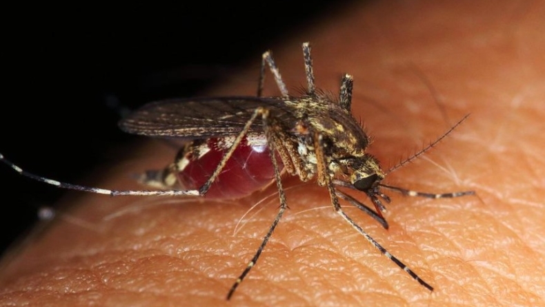 Ιός Δυτικού Νείλου: Πρώτο κρούσμα στην Ελλάδα, τι αναφέρει η ανακοίνωση του ΕΟΔΥ