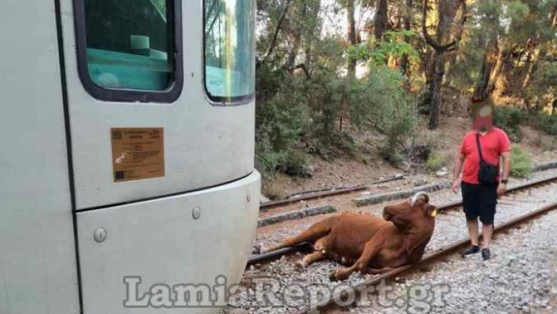 Οι επιβάτες του τρένου που χτύπησε αγελάδα και μετά εκτροχιάστηκε περπάτησαν 2 χλμ για να φτάσουν στον σταθμό