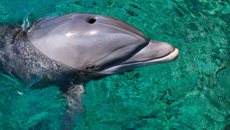 Τα αρσενικά δελφίνια φτιάχνουν ομάδες για να φλερτάρουν τα θηλυκά και να βρουν εύκολα σύντροφό