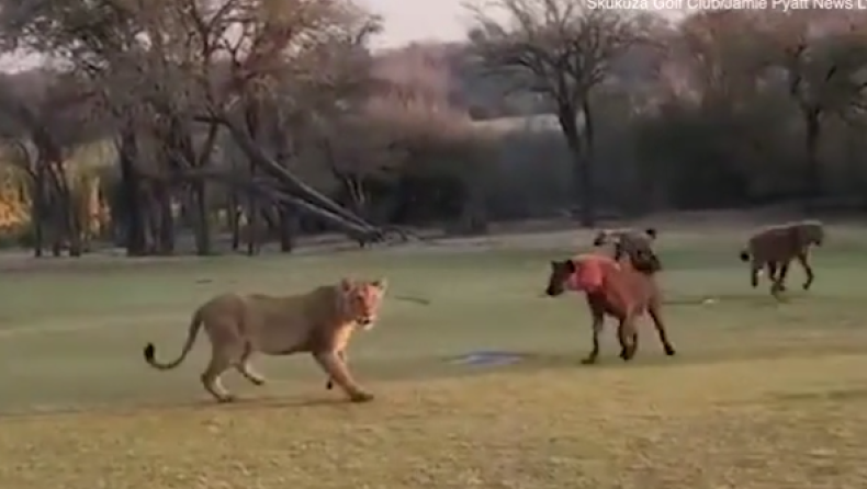 Λιοντάρια, ύαινες και μια νεκρή καμηλοπάρδαλη, στο πιο επικίνδυνο γήπεδο γκολφ του πλανήτη (vid)