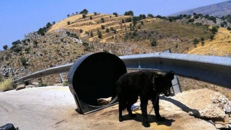 Σκύλος βρέθηκε αλυσοδεμένος σε ερημική τοποθεσία στα Χανιά