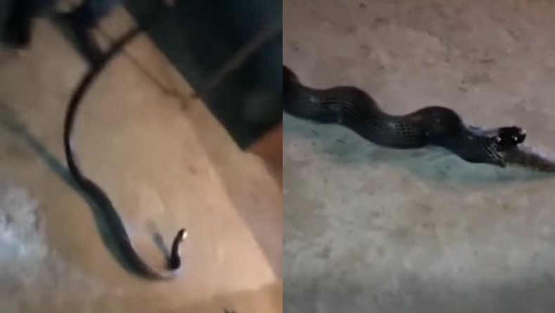 Τρομακτικό βίντεο: Κόμπρα στην Ινδία κατάπιε ολόκληρο φίδι, αλλά αναγκάστηκε να το φτύσει
