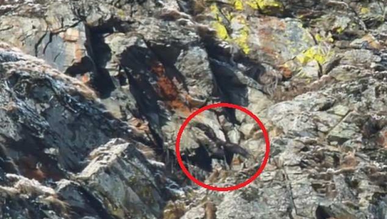 Απίστευτο βίντεο: Αετός σήκωσε στον αέρα κατσίκα και την πέταξε από τους βράχους των Άλπεων 