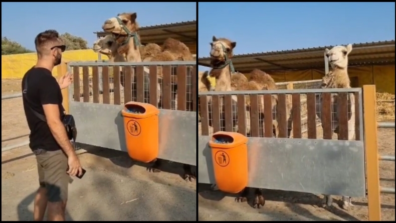 Τύπος τραγουδάει Αργυρό σε δύο καμήλες και αυτές χορεύουν: «Η άλλη είναι του ξένου για αυτό δεν χορεύει» (vid)
