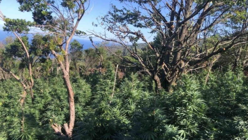 Εντοπίστηκαν στην Ζαγορά Μαγνησίας 2.440 δενδρύλλια κάνναβης: Οι δράστες θα είχαν τζίρο πάνω από 9 εκατομμύρια ευρώ