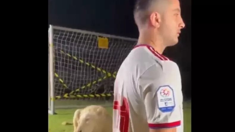 Μανωλάς: Του ρίχνουν... ευθύνες πως εκνεύρισε το λιοντάρι (vid)