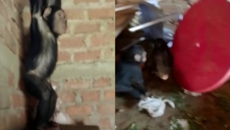 Απήγαγαν τρεις χιμπατζήδες στο Κονγκό ζητώντας λύτρα: Έστειλαν βίντεο-απόδειξη ότι είναι ζωντανοί (vids)