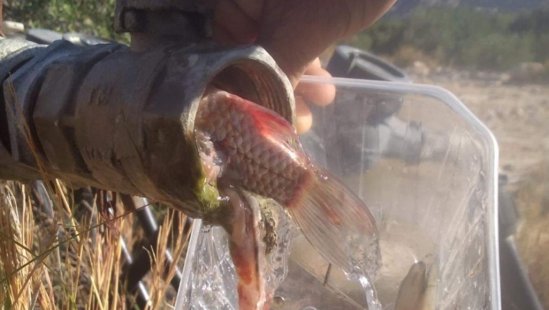 Νερό με ...ψάρια εμφάνισε αρδευτικό δίκτυο στην Κρήτη: Έβγαιναν από σωλήνα 
