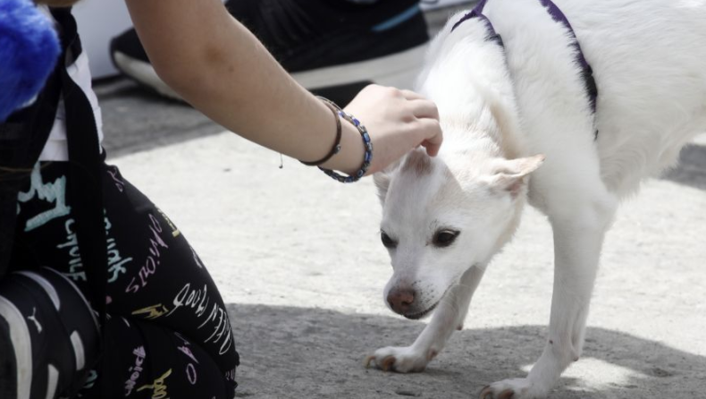 Καλάβρυτα: Άνδρας πυροβόλησε το σκύλο του γείτονά με καραμπίνα