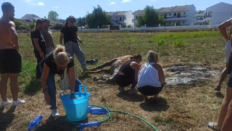 Κτηνωδία στην Κέρκυρα: Άφησαν άλογο χωρίς νερό με αποτέλεσμα να πεθάνει (vid)