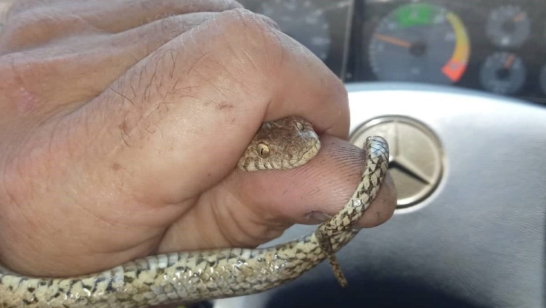 Γυναίκα στα Χανιά βρήκε… φίδι σε κλουβί με καναρίνια