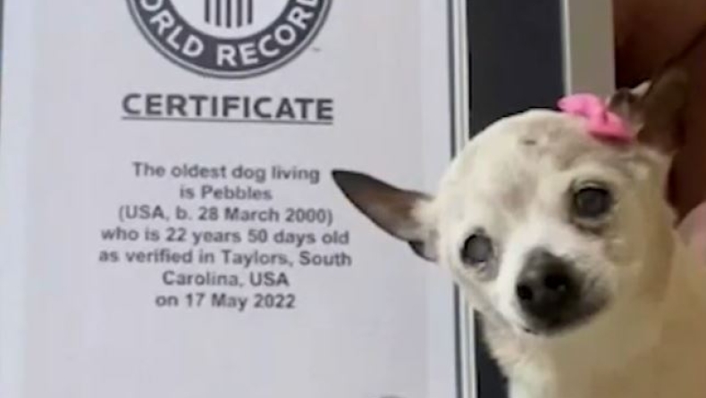 Πέθανε η Πέμπλς, η γηραιότερη σκυλίτσα στον κόσμο (vids)