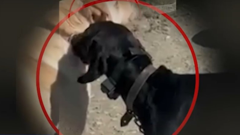 Καταγγελία πως ιδιοκτήτης σκύλου στην Κρήτη προσπαθεί να έχει υπό τον έλεγχό του το ζώο με ηλεκτροσόκ 