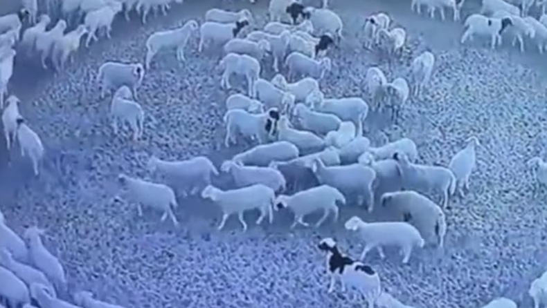 Η πιθανή εξήγηση για τα viral πρόβατα που σχημάτισαν τον τέλειο κύκλο (vid)