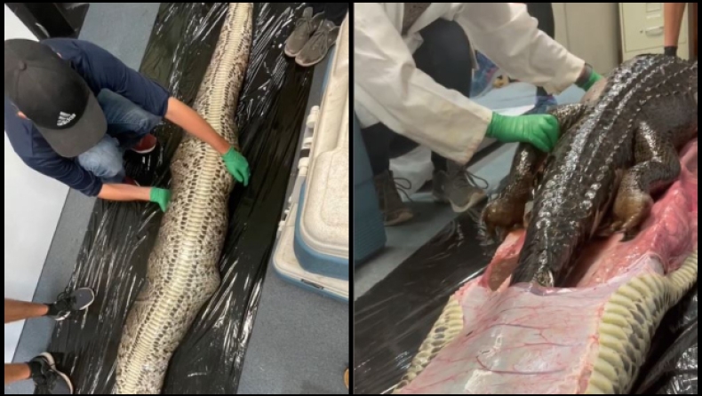 Τρομερό βίντεο: Η στιγμή που βγάζουν άθικτο αλιγάτορα 1,5 μ. μέσα από σώμα βιρμανικού πύθωνα