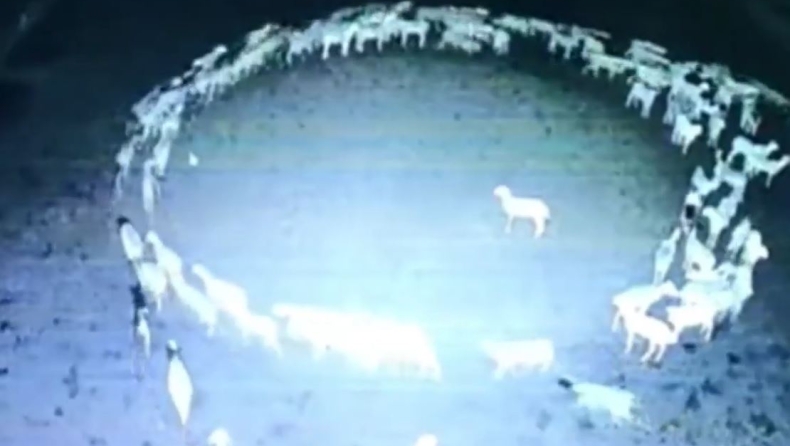 Μυστήριο με πρόβατα που περπατούν και σχηματίζουν έναν τέλειο κύκλο (vid)