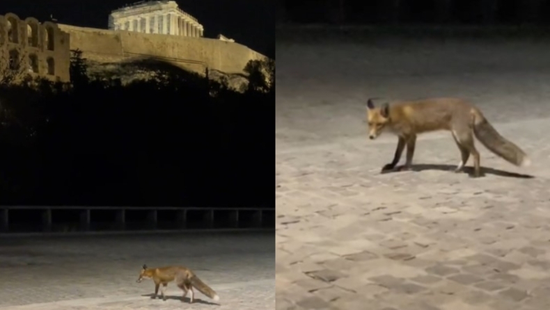 Βίντεο στο TikTok δείχνει αλεπού να «κόβει» βόλτες στην Ακρόπολη (vid)