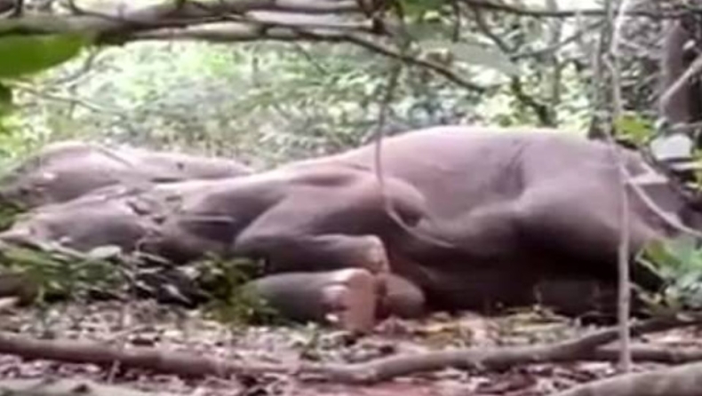 Μεθυσμένοι ελέφαντες έπεσαν ξεροί για ύπνο αφού ήπιαν ποτά που είχαν αφήσει χωριανοί στην ζούγκλα (vid)