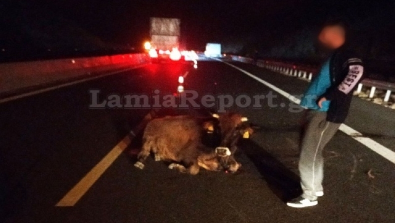 Φορτηγό συγκρούστηκε με αγελάδα στην εθνική οδό