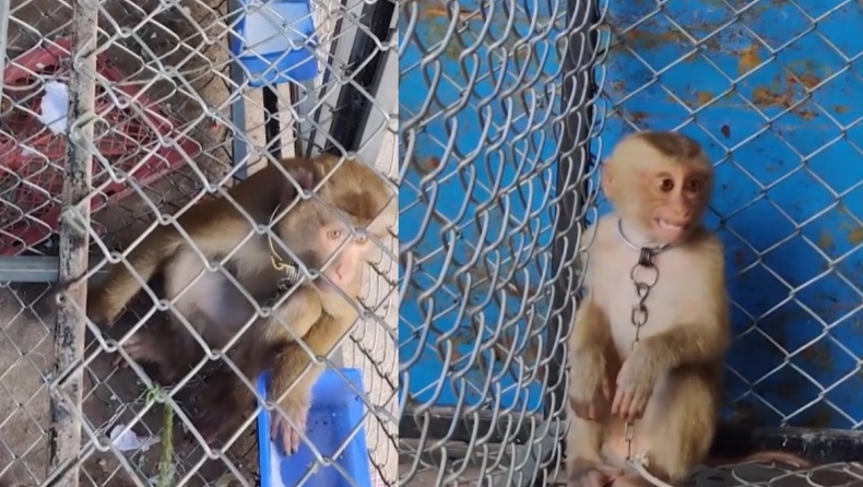 Καταγγελία για εταιρεία στην Ταϊλάνδη: Βασανίζει και κρατάει αιχμάλωτες μαϊμούδες για να συλλέγουν καρύδες (vid)