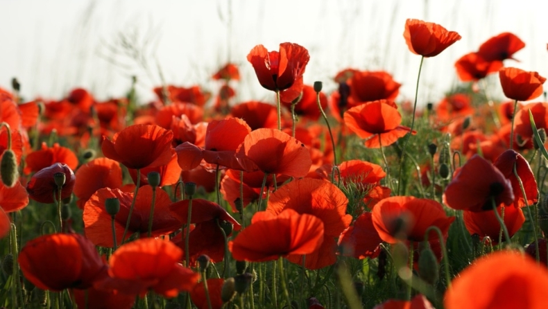 Κηπουρός στην Τασμανία θαύμαζε τα «απίστευτα όμορφα» λουλούδια της μέχρι που έμαθε ότι ήταν παπαρούνες οπίου