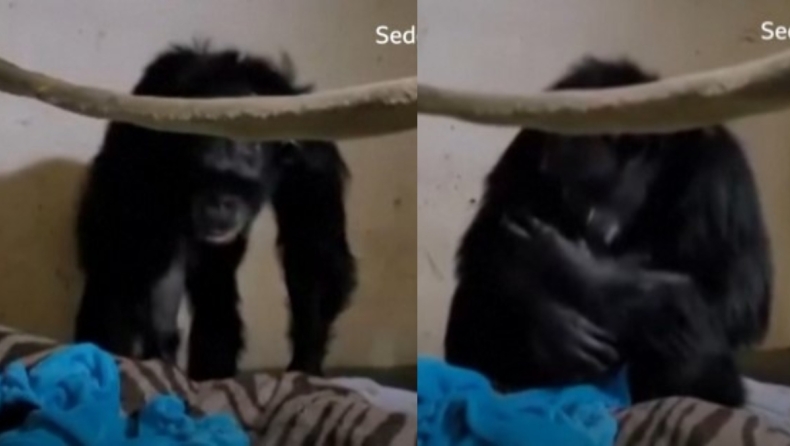 H συγκινητική στιγμή που μαμά – χιμπατζής ξανασμίγει με το μωρό της 2 μέρες μετά την καισαρική (vid) 