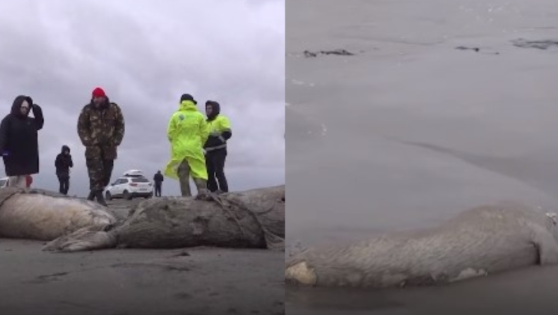 Αδιανόητες εικόνες στη Ρωσία με 2.500 χιλιάδες νεκρές φώκιες που ξεβράστηκαν στις ακτές της Κασπίας 