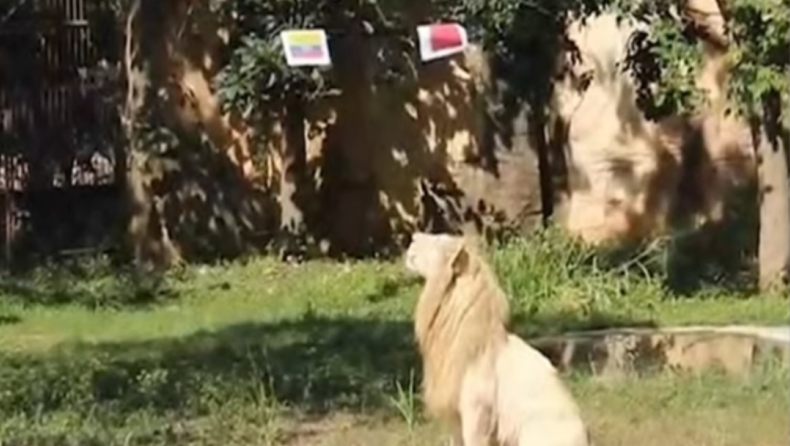 Λιοντάρι tipster στην Ταϊλάνδη δίνει τα δικά του σημεία για το Παγκόσμιο Κύπελλο (vid)