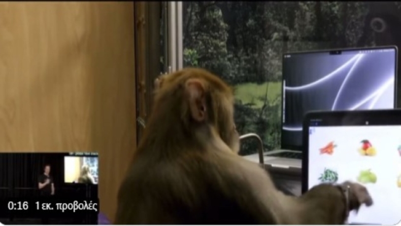 Απίστευτη μαϊμού πληκτρολογεί «τηλεπαθητικά» χρησιμοποιώντας το Neuralink του Elon Musk (vid)