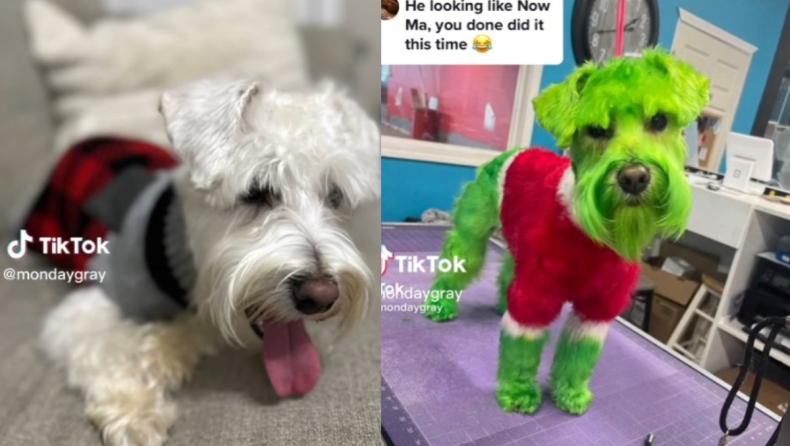 Γυναίκα προκαλεί σάλο στο TikTok αφού έβαψε τον σκύλο της πράσινο για να μοιάζει με τον Grinch (vid)