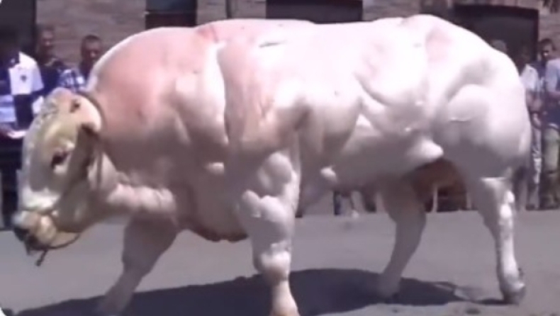 «Γυμναστηριακοί» ταύροι προκαλούν τρόμο με την απίστευτη μυϊκή τους ανάπτυξη (vid)