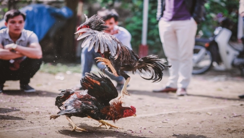 «Οπλισμένοι» κόκορες σκότωσαν δύο άνδρες σε κοκορομαχίες στην Ινδία