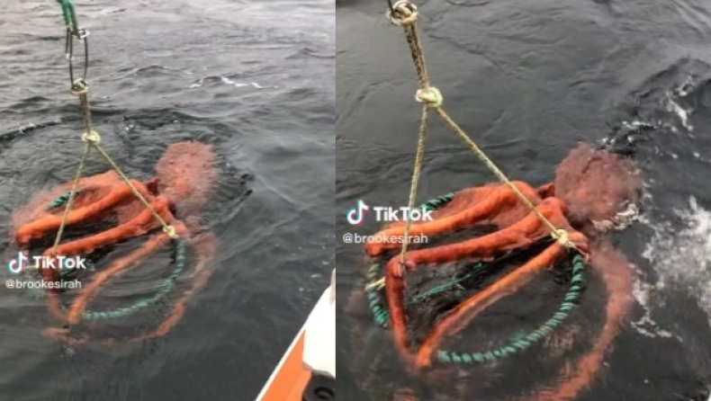 Το γιγάντιο χταπόδι που προκαλεί εφιάλτες (vid)