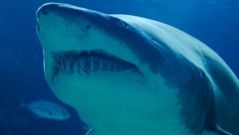 Τα «σαγόνια του καρχαρία» στο Μεξικό: Τον κατασπάραξε μέχρι τους ώμους (vid)