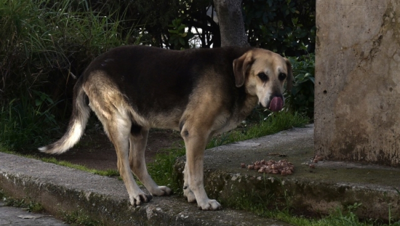 Αδιανόητη κτηνωδία: Είχε δέσει τον σκύλο του στο αυτοκίνητο και τον έσερνε