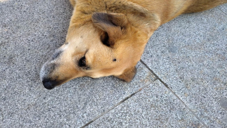 Ανεγκέφαλος στις Σέρρες έσβησε τσιγάρο σε αδέσποτο σκύλο