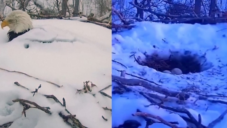 Ένας αετός στη Μινεσότα θάφτηκε μέχρι το κεφάλι από χιόνι για να προστατέψει τα αυγά του (vid)